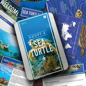 Adopt a Sea Turtle – Give your boyfriend a meaningful gift