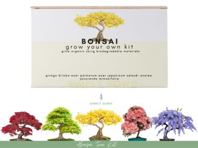 Bonsai Tree Seed Starter Kit – A lovely gift for the girl who likes plants