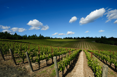 Wine Tasting and Tour – Wine experiences
