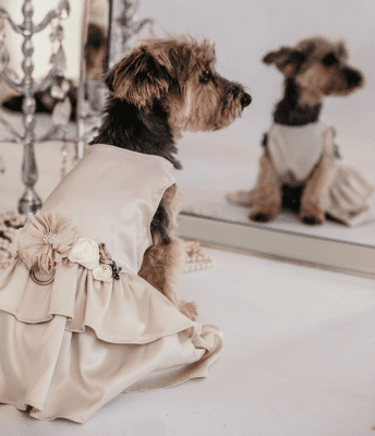 Dog Dresses – Presents for dog