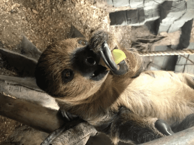 Sloth Experience – Best sloth gifts
