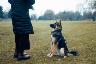 Training Classes – Useful dog gifts