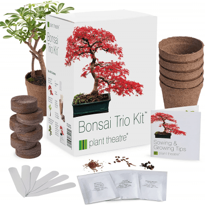 Bonsai Kit – Indoor gifts for gardeners